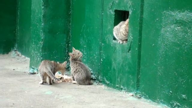 Cat and two kittens Кошка и два взрослых котенка обедают смотреть онлайн