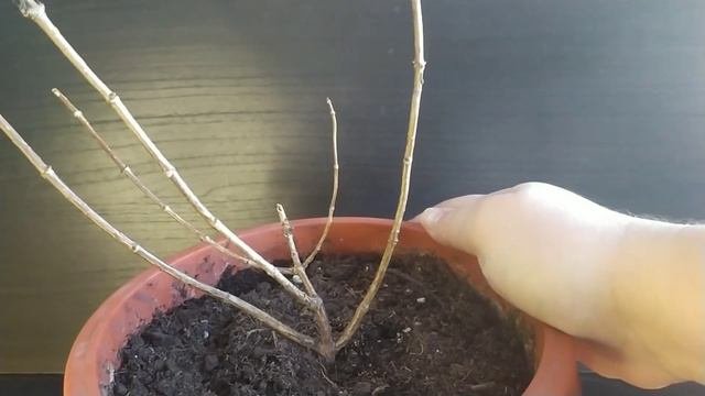 Обрезаю Бонфайр. эксперимент для раннего цветения