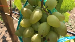 Гибридная форма Калугина Белая Медведица