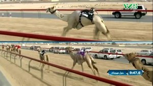 Забег верблюдов с дистанционным управлением.