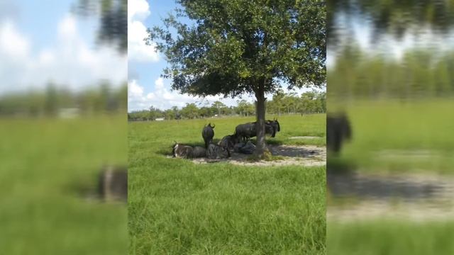 Сафари в Майами смотреть онлайн