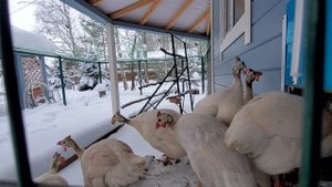 Зима и снег