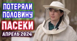 ОСТАЛАСЬ ПОЛОВИНА ПАСЕКИ, НАШИ ХЛОПОТЫ В АПРЕЛЕ 2024