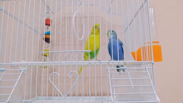 Волнистые попугаи, брачный период, Будни, Влоги. Россия.