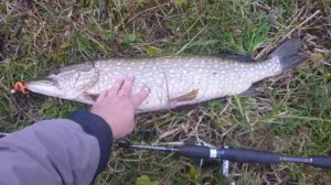 В чем основное отличие речной щуки от озерной?