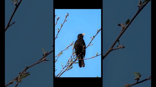 Черный дрозд слушать пение для расслабления