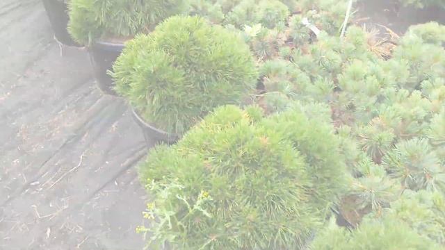 Сосна горная "Варелла" Pinus mugo "Varella" смотреть онлайн