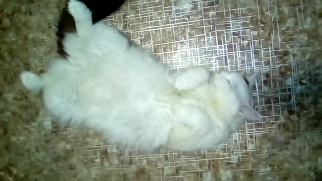 Алиса спит смотреть онлайн