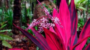 Пересадка Кордилины. Выбор горшка и грунта для растения.