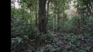 медвежонок просил рыбу у рыбака и относил её своей раненой матери.