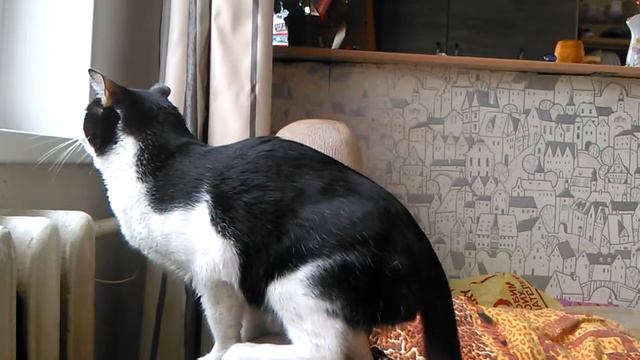 Тигран Кеосаян охотится. смотреть онлайн