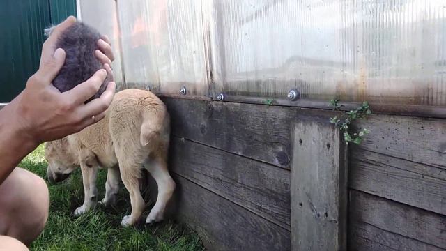 Первое знакомство САО с котёнком смотреть онлайн