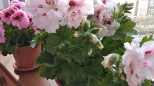 ПЕЛАРГОНИЯ (ГЕРАНЬ)  ЛЮБИТ  ПРОХЛАДУ !