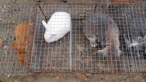 Рынок ярмарка в Кропоткине 2019 Ассортимент птиц и животных, цены и наши впечатления