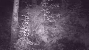 Фотоловушка НТ-001В выход барсука из норы.охота, барсук.