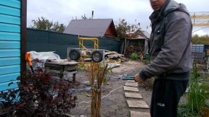 сажаю плетеную иву и (отвечаю на вопросы )