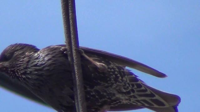 скворцы 3 смотреть онлайн