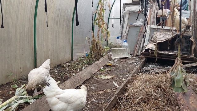 КЕКС С ВАРЁНОЙ СГУЩЁНКОЙ ОТ " Шарлиз " ? смотреть онлайн