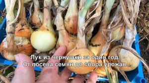 Репчатый лук из семян (чернушки) за один сезон, просто. Пошагово, от посева семян до сбора урожая.