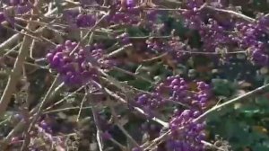 Красивоплодник Бодиньера (Callicarpa bodinieri)