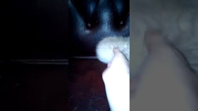 КОТЕНОК МАНЧКИН КОРОТКОЛАПЫЙ ВОЗРАСТ ПОЛТОРА МЕСЯЦА/ОКРАС ГОЛУБОЕ ЗОЛОТО. смотреть онлайн