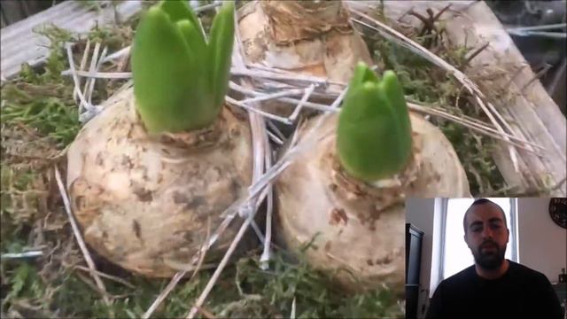 La jacinthe d'orient en moins d'1 minute #zeprofdortie смотреть онлайн