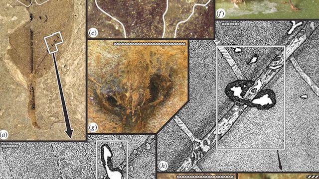 How Accurate is The Last of Us? Cordyceps - The Zombie Fungi смотреть онлайн