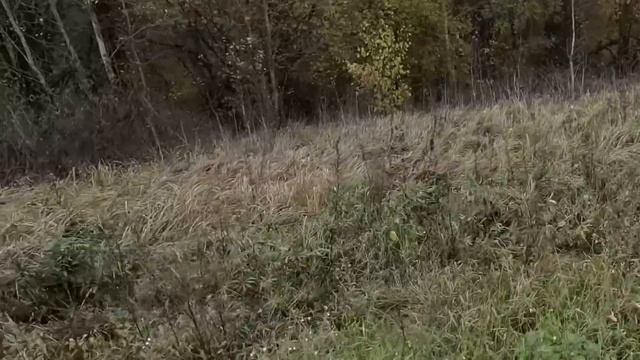 Охота на Кабанов с ЗСЛ в кругу друзей и единомышленников. смотреть онлайн