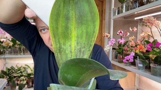 ОРХИДЕИ и ЖЕЛТЫЕ ПЯТНА на ЛИСТЬЯХ орхидей / орхидея КЛОН и мериклон что это? смотреть онлайн