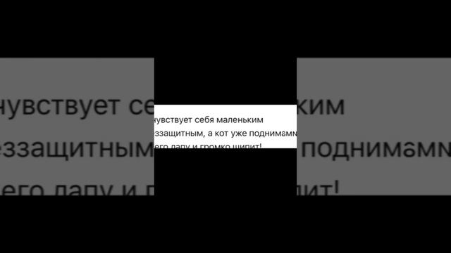 Попросила ChatGPT изобразить моих хвостиков. Даже удалось их подружить 🐶🐈⬛