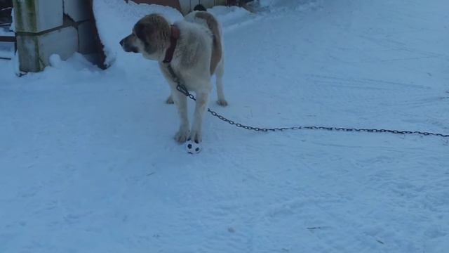 Поиграем в мячик. смотреть онлайн