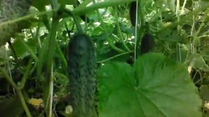 Огурцы св 4097