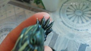 Как определить пол маленьких красноухих черепашек