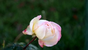 PANASONIC LUMIX S5 & 24-105 mm F4.0 - 4K 4-2-2 10 BIT TEST - WINTER NATURE