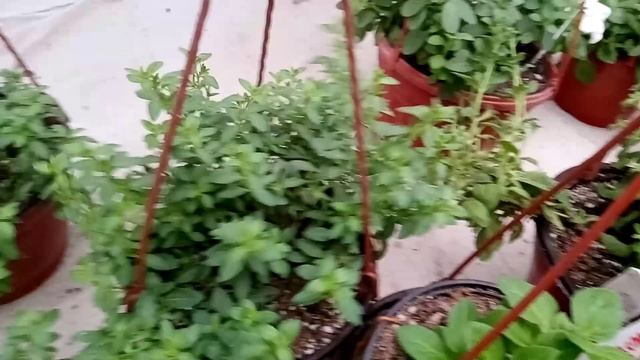 Полив растений в зимнее время. Когда полить? смотреть онлайн