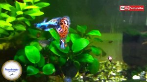 Гуппи мозаика красная /Guppy red mosaic