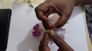 Solanaceae family ( Petunia/Brinjal)