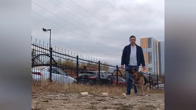 Немецкая овчарка понимание с полуслова. Вечерняя разминка. German Shepherd understanding at a glanc смотреть онлайн