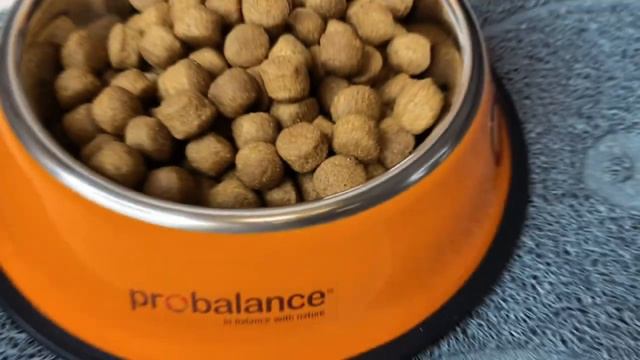 Корм для собак PROBALANCE "IMMUNO ADULT MAXI" смотреть онлайн