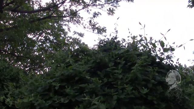 ВЬЮЩИЕСЯ РАСТЕНИЯ ДЛЯ САДА ! ВЫБИРАЕМ!