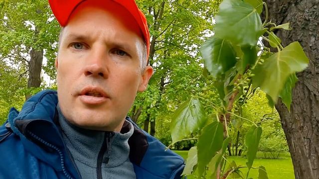 Тополя - зло? Мифы о тополях. Польза и опасность для города.