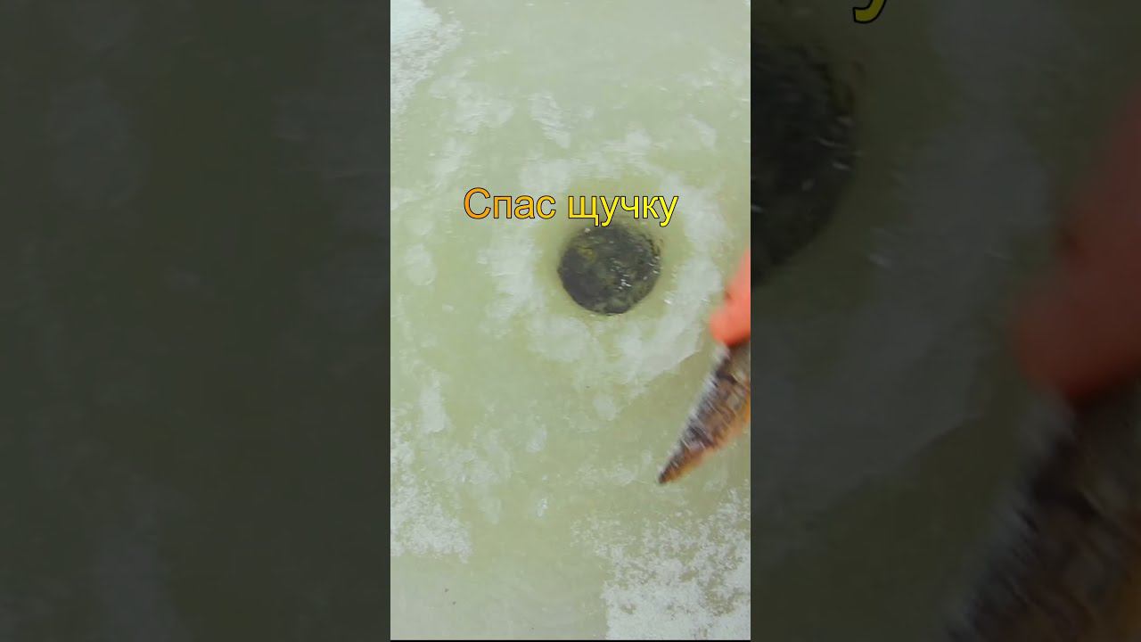 Такую рыбу я всегда отпускаю #shorts смотреть онлайн