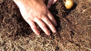 Картошка росла в хвойном опаде...