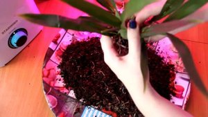 Пересадка орхидеи ОНЦИДИУМ ТВИНКЛ