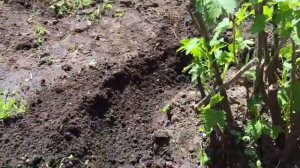 ЧЕМ ПОДКОРМИТЬ ЧЕРНУЮ СМОРОДИНУ / КАРТОФЕЛЬНЫЕ ОЧИСТКИ / Черная смородина / Подкормка