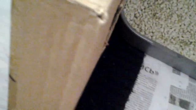 Прикольный котик:-) В домике смотреть онлайн