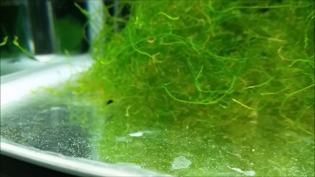 Breeding setup for mollies - live plants (hornwort, java moss) as hiding place for newborn molly fr смотреть онлайн