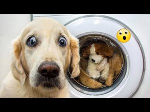 Лучшие смешные ляпы домашних животных | Веселые видео для любителей домашних животных