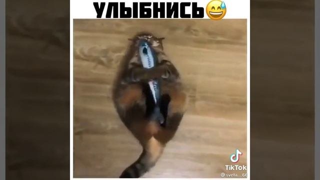 смешное видео