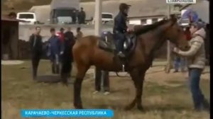 День карачаевской лошади отметили в КЧР